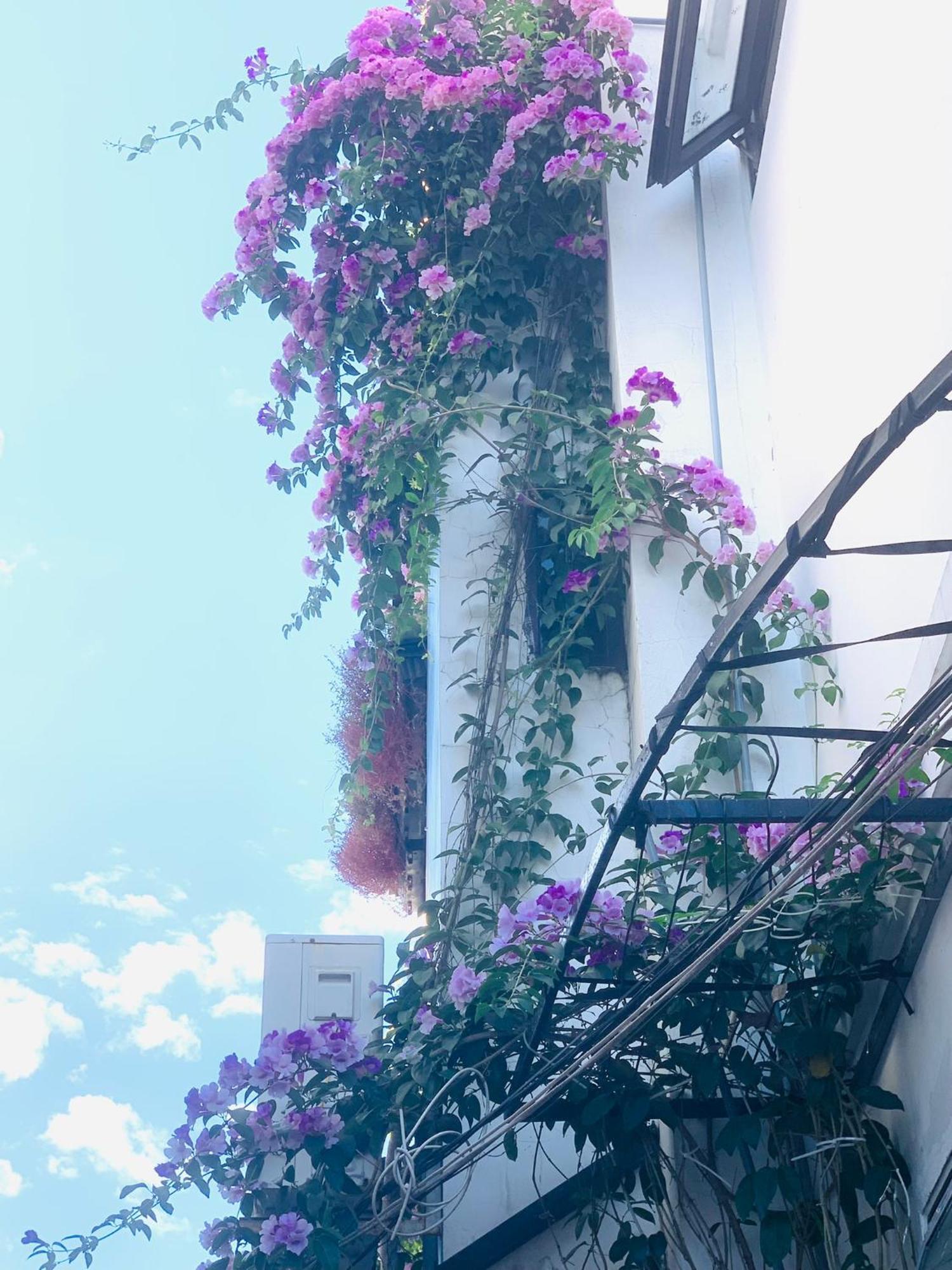 May'S House Хойан Экстерьер фото